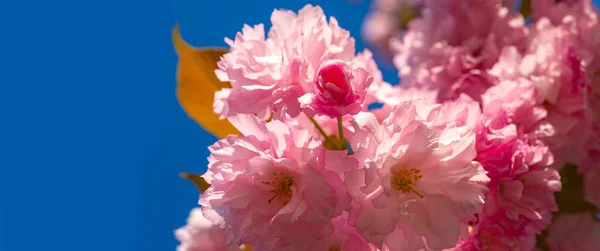 Bahar bayrağı, çiçek arkaplanı. Kiraz çiçeği. Sacura kiraz ağacı. Bir bahar günü çiçeklerle dolu bir arka plan. Çiçek açan sakura çiçekleri doğanın arka planında mavi gökyüzü ile kapanır. — Stok fotoğraf