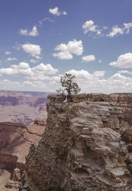 Büyük Kanyon 'un uçurumundaki güzel ağaç. Grand Canyon Ulusal Parkı 'nın manzarası. Güney Rim 'den Arizona USA' ya bakın. İnanılmaz panoramik resim.