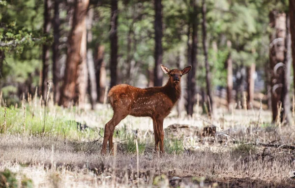 Een Bambi. Natuurdieren concept. Witstaarthert Fawn. Roe, capreolus. Mooie wilde dieren bok. — Stockfoto