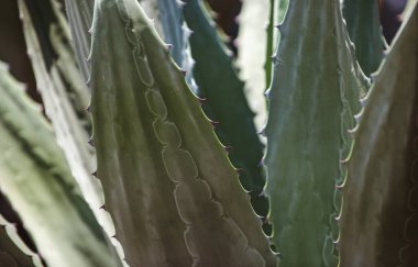 Agave kaktüsü. Kaktüs sırtı, kaktüs ya da kaktaceae desenlerini kapatın..