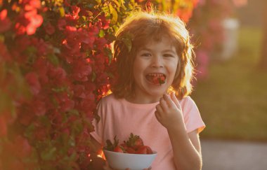 Küçük mutlu çocuk çilek yiyor. Küçük mutlu çocuk çilek topluyor ve yiyor. Çocuk portresi.