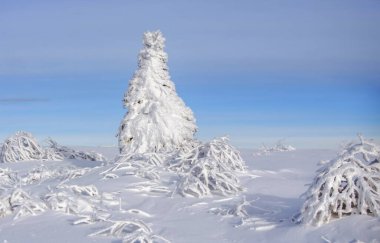 Kış manzarası, karlı arka planda buzlu ağaçların kış manzarası. Tasarım için kış doğası.