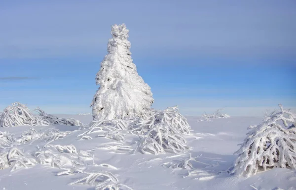 Zimowy krajobraz, mroźna scena mroźnych drzew na śnieżnym mglistym tle. Zimowy charakter designu. — Zdjęcie stockowe