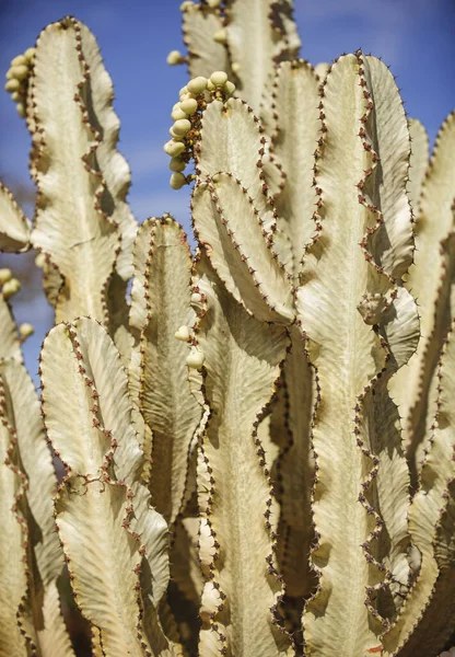 Kaktusové pozadí, design kaktusů nebo kaktusovité vzory. — Stock fotografie
