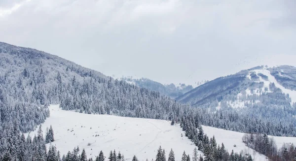 Paisaje invernal con árboles cubiertos de heladas nevadas. Paisajes en invierno. Mañana helada en el bosque. —  Fotos de Stock