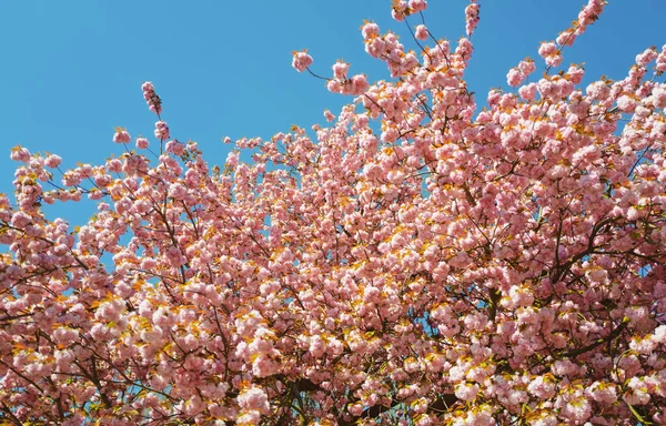 Sakura Festival. Třešňově růžové květy zblízka. Kvetoucí strom Sakura. Yoshino cherry. — Stock fotografie