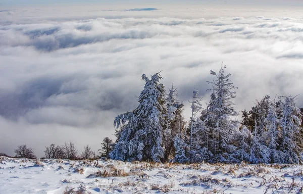 Paisaje invernal con árboles cubiertos de heladas nevadas. Escena de invierno con bosque nevado. —  Fotos de Stock