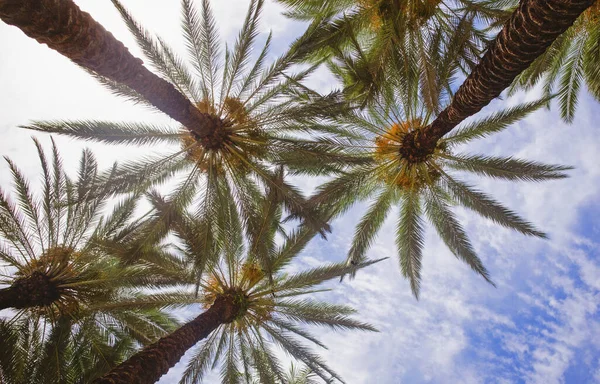 Tropiska palmblad bakgrund, kokos palmer. Sommar tropisk ö, semester mönster. Handflatans gröna bakgrund. — Stockfoto