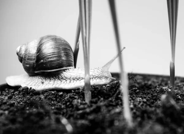 Adorable snail close up. Little slime with shell or snail in plant pot. Healing mucus. Cosmetics and snail mucus. Cosmetology beauty procedure. Cute snail near green plant. Natural remedies — Stock Photo, Image