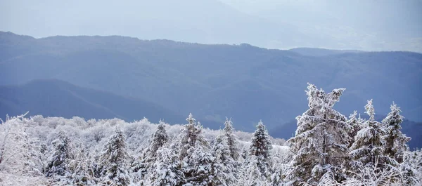 冬天的圣诞节森林里下着雪，树上有树木。冬天的景象. — 图库照片