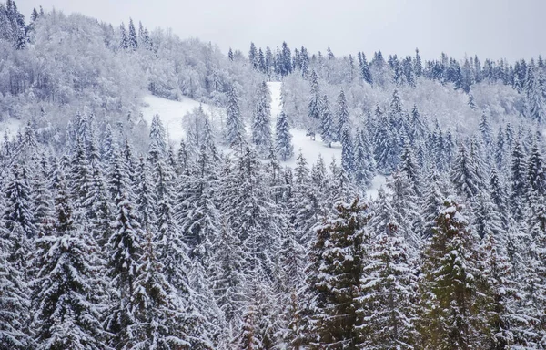 Paisagem de inverno, cena invernal de árvores geladas no fundo nebuloso nevado. Cenário no inverno. Gelado na floresta. — Fotografia de Stock