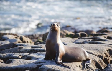 San Diego, California 'da kayalıklarda Deniz Aslanları.