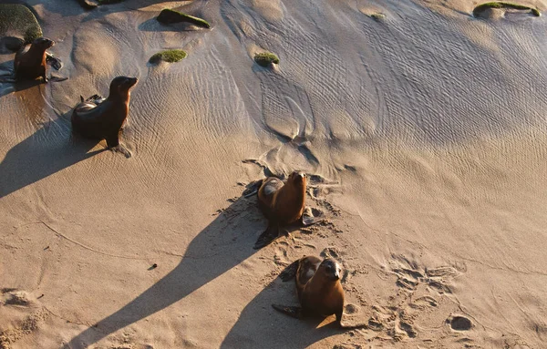 León marino, colonia de focas de piel descansando sobre la piedra. — Foto de Stock