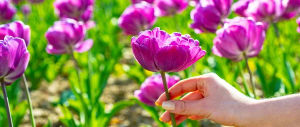 Spring banner. Tulips field. Tulip in woman hands. Tulip flowers in spring blooming blossom scene. — Foto Stock