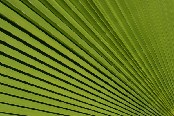 Tropické zelené pozadí. Kokosové palmy zelené textury pozadí. Tropické palmy kokosové stromy na obloze, příroda pozadí. — Stock fotografie
