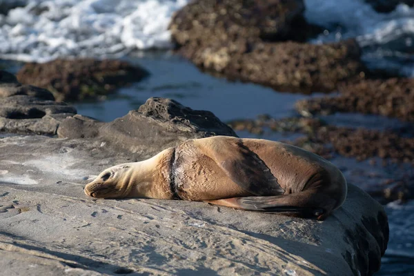 Leones marinos en San Diego, California. — Foto de Stock