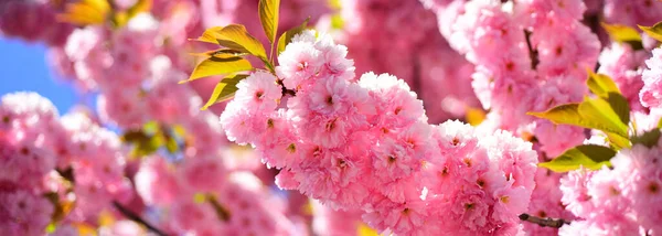 Spring banner, blossom background. Sakura Festival. Cherry blossom. Sacura cherry-tree. Vancouver Cherry Blossom Festival. Sakura Festival. — Foto Stock