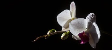 Spring banner, blossom background. Decorative flowers for home. Floral concept. Sweet home. Orchid flower.