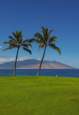 Palmiye adası cennet duvar kağıdı. Mavi gökyüzünde palmiye ağaçları, tropik kıyılarda palmiye ağaçları, hindistan cevizi ağaçları..