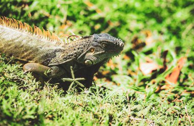 İguana ejderhası. Yeşil kertenkele iguanası.