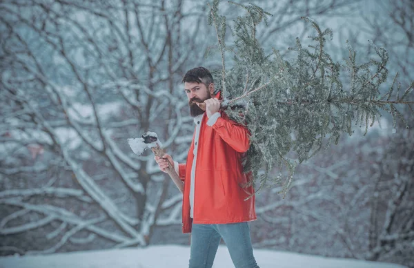 Kerstman met kerstboom. Jonge houthakker draagt dennenboom in de witte sneeuw achtergrond. Winterportret van hout in de sneeuw Tuin snijden kerstboom. — Stockfoto