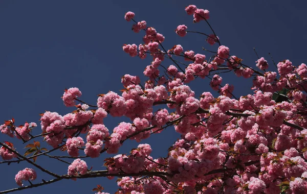 Wiosna Kwiaty wzór. Dla wiosna i Wielkanoc kartki z miejsca kopii. Kwiat wiśni. Wiśnia Sacura. — Zdjęcie stockowe