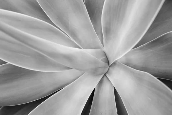 Agave vert. Fond de cactus, motif de cactus ou motif de cactacées. — Photo