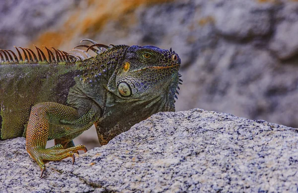 En grön leguanaödla. Närbild huvud Iguana drake. — Stockfoto