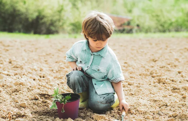 Glad liten trädgårdsmästare med vårblommor. Jordbruk och jordbruk. En liten unge som planterar en blomma. Glad trädgårdsmästare. — Stockfoto