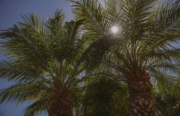 Gröna löv mönster struktur i en djungel. Palmblad struktur, palm kokos lövverk natur grön bakgrund. — Stockfoto