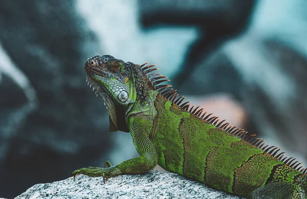 Рептилія дикої природи у Флориді. Зелена ящірка ігуана. Ігуана дракон — стокове фото