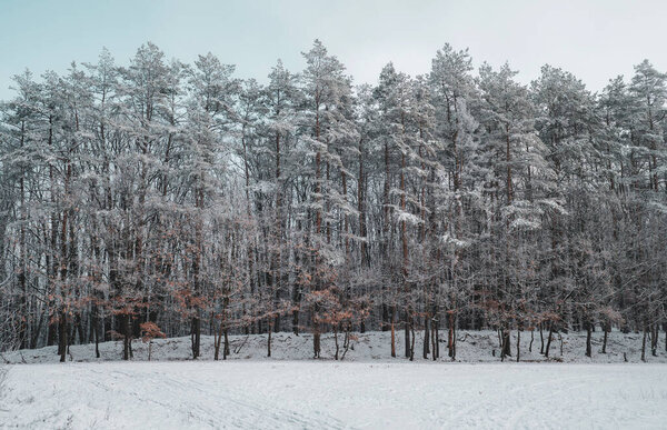 лес в мороз. Зимний пейзаж. Заснеженные деревья.