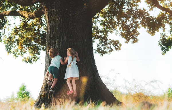 Liten pojke och flicka klättrar träd på ängen. Ungdomars tillväxt i barndomen. — Stockfoto