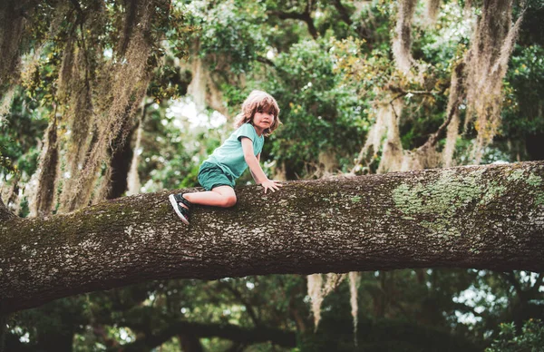 Niño lindo en un árbol en una rama grande. Caminata de verano con niños. Concepto de ocio infantil y de personas. — Foto de Stock