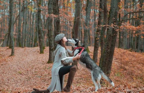 Parque de mulheres de outono. Mulher nova bonita que joga com cão husky engraçado ao ar livre no parque. Hora de outono, novembro. — Fotografia de Stock