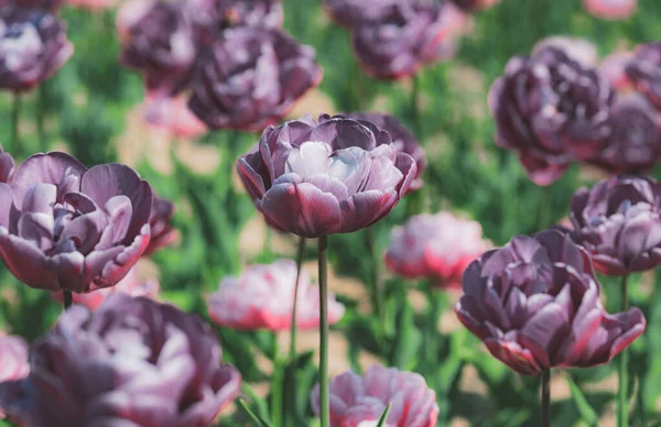 Tulipani in giardino fiorito di primavera. Fiori di tulipano rosa fioriti in primavera . — Foto Stock