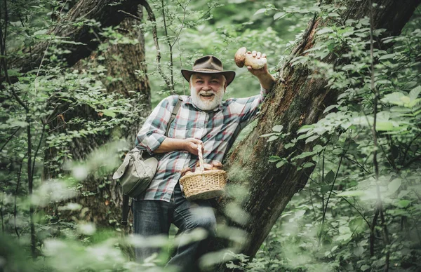 Champiñones en el bosque, hombre mayor recolectando hongos en el bosque. Caza de hongos. Pasatiempos y ocio . —  Fotos de Stock