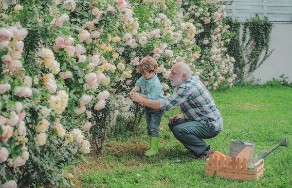 Flor rosa cuidado y riego. Abuelo con nieto trabajando juntos en jardinería. Cultivando plantas. Primavera y verano. Lindo niño regando flores en el jardín de verano . — Foto de Stock