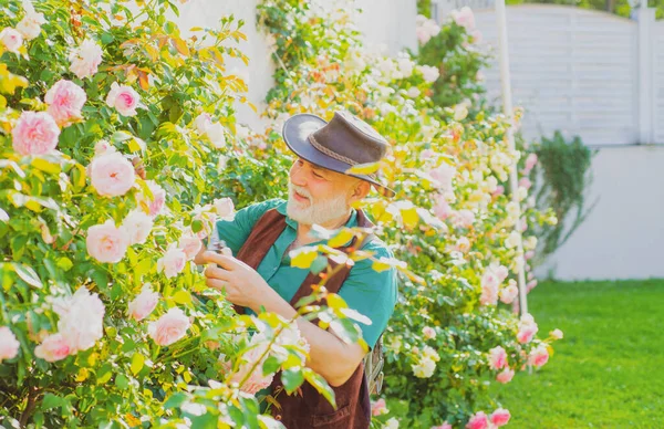 Vanha mies puutarhassa leikkelemässä ruusuja. Vanhempi puutarhuri kevätkukkien kanssa. Isoisä työskentelee takapihalla.. — kuvapankkivalokuva