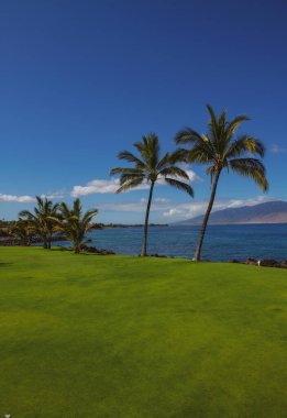 Yaz tatili, tropik bir sahil ve mavi denizin tatil geçmişi. Hawaii plajı.