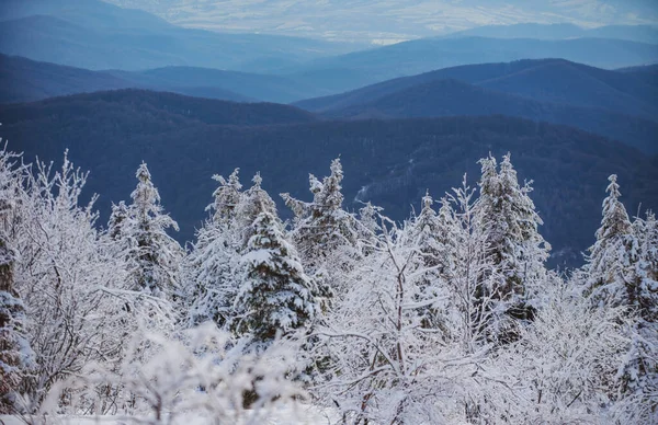 Зимний пейзаж с деревьями, покрытыми снежными инеями. Пейзаж зимой. — стоковое фото