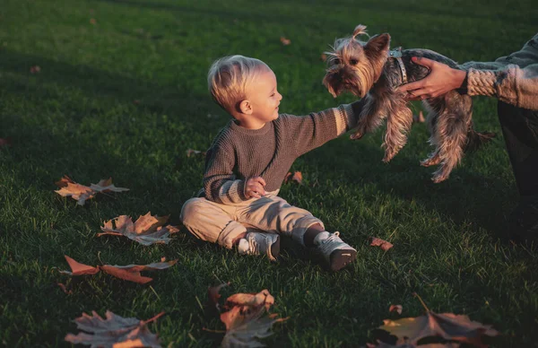 Liten baby småbarn på soliga höstdagen promenad med hund. Värme och mysigt. Lycklig barndom. Söta barndomsminnen. Barn leka med Yorkshire Terrier hund. Småbarn pojke njuta av hösten med hund vän — Stockfoto