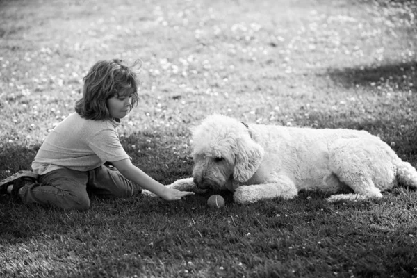 Komik çocuk parkta köpekle oynuyor. Köpek top oynuyor ve çocuklar çimlerin üzerinde.. — Stok fotoğraf