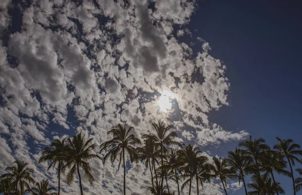 Palm trees on blue sky, palm at tropical coast, coconut tree. Palms landscape with clouds and sunny tropic paradise. — Stockfoto