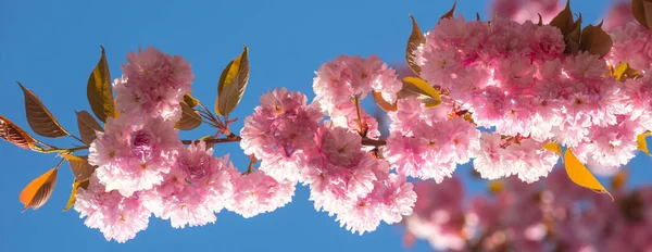 Ανοιξιάτικο πανό, φόντο. Φεστιβάλ Σακούρα. Άνθος κερασιάς. Sakura μοτίβο ανοιξιάτικα λουλούδια. — Φωτογραφία Αρχείου