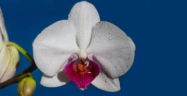 Wiosenny sztandar, kwiatowe tło. Kwiat storczyka. Phalaenopsis rośnie. Koncepcja orchidei kwiatowej. — Zdjęcie stockowe