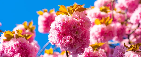 Spring banner, blossom background. Cherry blossom. Sacura cherry-tree. Blooming sakura blossoms flowers close up with blue sky on nature background. Japanese cherry. Prunus serrulata. — Stock Photo, Image