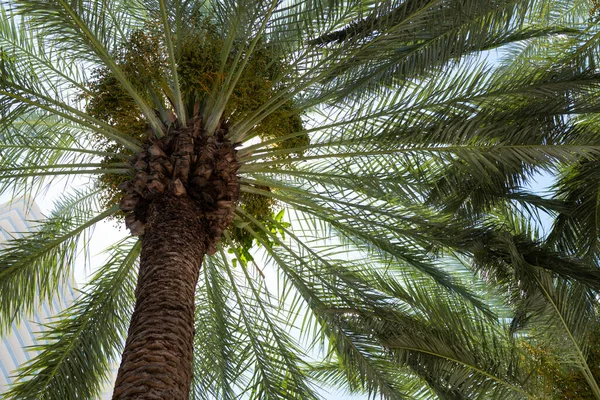Palmblad struktur, palm kokos lövverk natur grön bakgrund. — Stockfoto