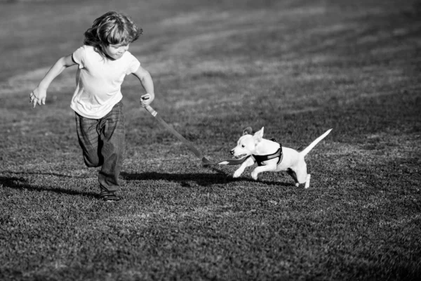 Niño corriendo y jugando con el perro en el césped en el parque. Mascota con dueño. El perrito ha levantado una cola. —  Fotos de Stock