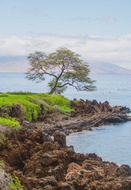 Hawaii 'deki doğa manzarası, berrak denizde palmiye ağacı olan tropikal plaj..